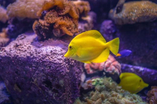 Looking for aquarium specialists?