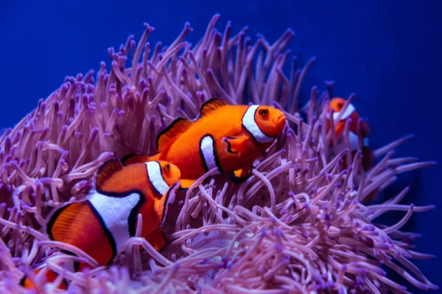 Different aquariums for different ideas